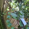 Daun Gendola (Basella Alba) Malabar Spinach Dried Leaves (900 Gram) view 2