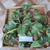 Daun Gendola (Basella Alba) Malabar Spinach Dried Leaves (900 Gram) view 3