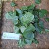 Daun Gendola (Basella Alba) Malabar Spinach Dried Leaves (900 Gram) view 4