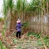 100% FIJI RAW CANE SUGAR 1 LB JAR | Hand-harvested in FIJI Islands view 3