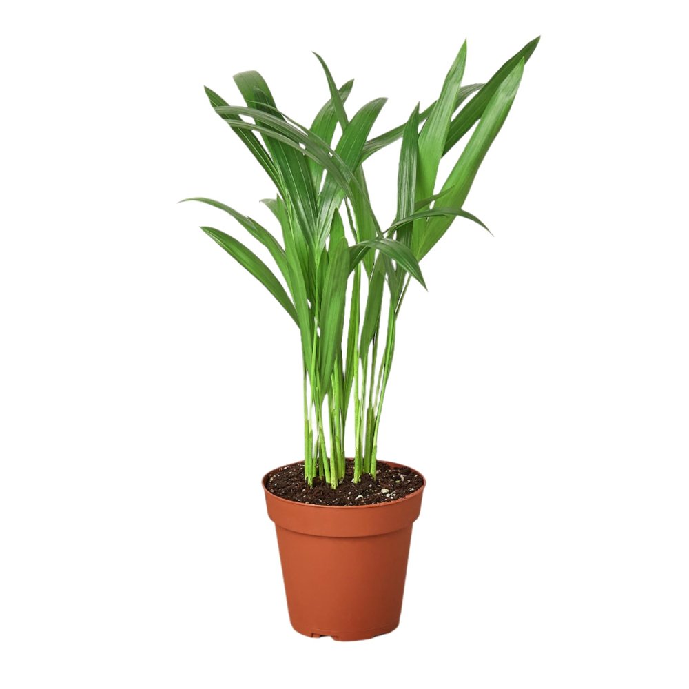Areca Palm 4" Pot