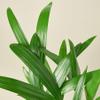 Areca Palm 4" Pot view 2