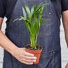 Areca Palm 4" Pot view 3