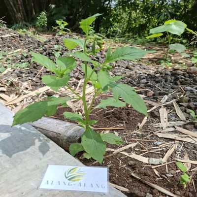 Daun Sintrong (Crassocephalum crepidioides) Thickhead Dried Leaves (80 Gram)