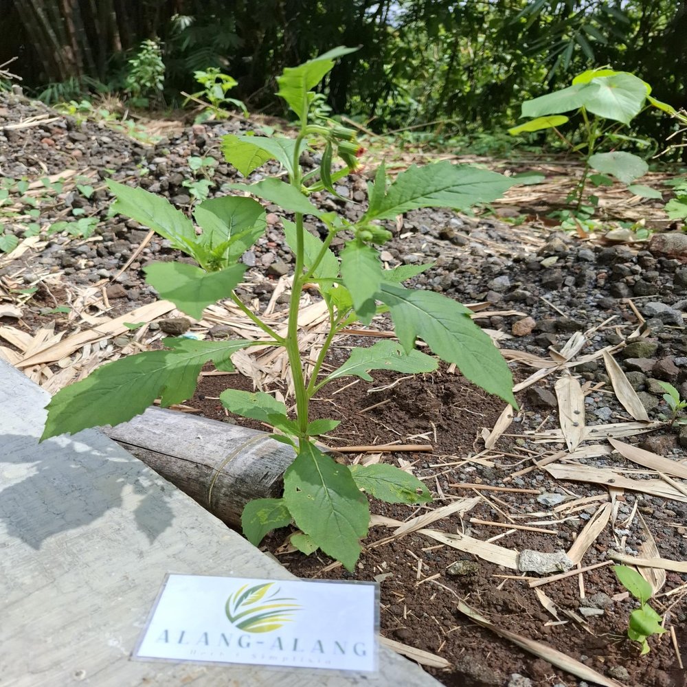 Daun Sintrong (Crassocephalum crepidioides) Thickhead Dried Leaves (80 Gram)