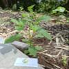Daun Sintrong (Crassocephalum crepidioides) Thickhead Dried Leaves (80 Gram) view 1
