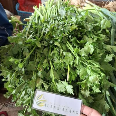 Daun Seledri (Apium graveolens) Celery Dried Leaves (450 Gram)