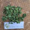 Daun Seledri (Apium graveolens) Celery Dried Leaves (450 Gram) view 3