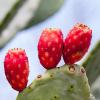 (Pack of 2) Prickly Pear Powder 100% Pure & Organic Cactus Fruit Powder, Non-GMO, Vegan Superfood for Antioxidant Support 100g view 3