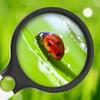 10X Handheld Magnifier 120mm Large Lens with Attached Lens 25mm 4 LED Lights Magnifier for Reading Experiment Stamp Interesting view 3