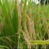 African rice,Oryza glaberrima paddy, 100% natural and organic, no additives, including phyto sanitary certificate (1000g) view 3