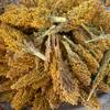 African yellow sorghum (Sorghum bicolor), 100% natural and organic, no additives, including phyto sanitary certificate (500g) view 2