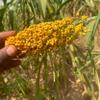 African yellow sorghum (Sorghum bicolor), 100% natural and organic, no additives, including phyto sanitary certificate (500g) view 3