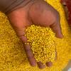 African yellow sorghum (Sorghum bicolor), 100% natural and organic, no additives, including phyto sanitary certificate (500g) view 4