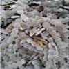 Acacia nilotica,Gum Arabic tree, 100% natural and organic, no additives, including phyto sanitary certificate (500g) view 1