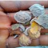 Acacia nilotica,Gum Arabic tree, 100% natural and organic, no additives, including phyto sanitary certificate (500g) view 2
