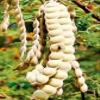 Acacia nilotica,Gum Arabic tree, 100% natural and organic, no additives, including phyto sanitary certificate (500g) view 3