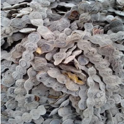 Acacia nilotica,Gum Arabic tree, 100% natural and organic, no additives, including phyto sanitary certificate (2000g)