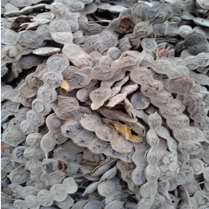 Acacia nilotica,Gum Arabic tree, 100% natural and organic, no additives, including phyto sanitary certificate (2000g)