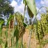 African Sweet sorghum (Sorghum bicolor), 100% natural and organic, no additives, including phyto sanitary certificate. (200g) view 3