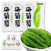 HoolySeek-Sea Grapes (3 packs) Premium Ocean-Grown Kelp & Seaweed Vegan Sushi Ingredient, Healthy Green Superfood for Salads, Hotpot & Snacks Includes Dipping Sauce view 1