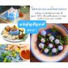 100% Pure Butterfly Pea Flower Powder - Natural Food Coloring - Vibrant Blue Clitoria Ternatea Powder - Caffeine-Free Supercolor 200g view 2