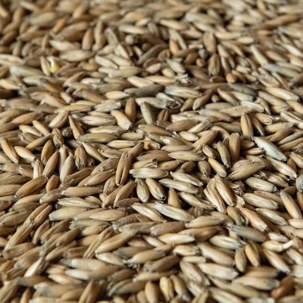 10LB English MALTED OATS Unmilled for Oatmeal Stout Porter and New World Cream Ale