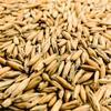 10LB Gambrinus Canadian HONEY MALTED OATS Unmilled for Oatmeal Stout Porter and New World Cream Ale view 1