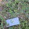 Patikan Cina (Euphorbia thymifolia) Gulf Sandmat Dried (900 Gram) view 1