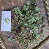 Patikan Cina (Euphorbia thymifolia) Gulf Sandmat Dried (900 Gram) view 3