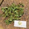 Patikan Cina (Euphorbia thymifolia) Gulf Sandmat Dried (900 Gram) view 4