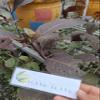 Daun Ungu (Graptophyllum pictum) Dried Leaves (450 Gram) view 3