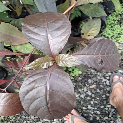 Daun Ungu (Graptophyllum pictum) Dried Leaves (80 Gram)