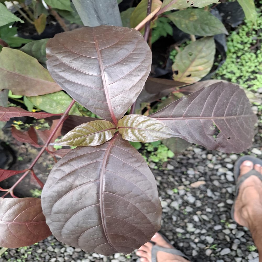 Daun Ungu (Graptophyllum pictum) Dried Leaves (80 Gram)