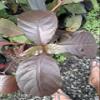 Daun Ungu (Graptophyllum pictum) Dried Leaves (80 Gram) view 1