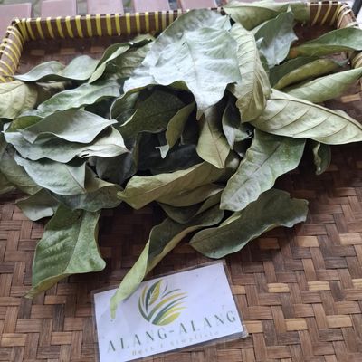 Daun Langsep (lansium parasiticum) Yellow mahogany Dried Leaves (450 Gram)