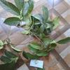 Daun Langsep (lansium parasiticum) Yellow mahogany Dried Leaves (450 Gram) view 3