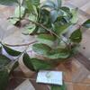 Daun Langsep (lansium parasiticum) Yellow mahogany Dried Leaves (450 Gram) view 4