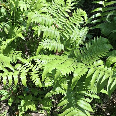 Vegetable fern (Diplazium esculentum) Dried (80 Gram)