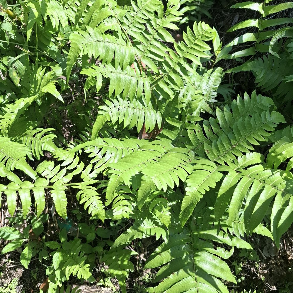 Vegetable fern (Diplazium esculentum) Dried (80 Gram)
