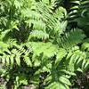 Vegetable fern (Diplazium esculentum) Dried (80 Gram) view 1
