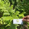 Vegetable fern (Diplazium esculentum) Dried (80 Gram) view 2