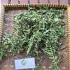 Vegetable fern (Diplazium esculentum) Dried (80 Gram) view 4