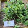 Wedelia (Sphagneticola trilobata) Dried Leaves (200 Gram) view 3