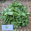 Wedelia (Sphagneticola trilobata) Dried Leaves (200 Gram) view 4