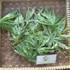 Daun Jarak Tintir (Jatropha multifida) Coralbush Dried Leaves (900 Gram) view 2