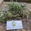 Daun Jarak Tintir (Jatropha multifida) Coralbush Dried Leaves (900 Gram) view 4