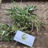 Daun Jarak Tintir (Jatropha multifida) Coralbush Dried Leaves (80 Gram) view 3