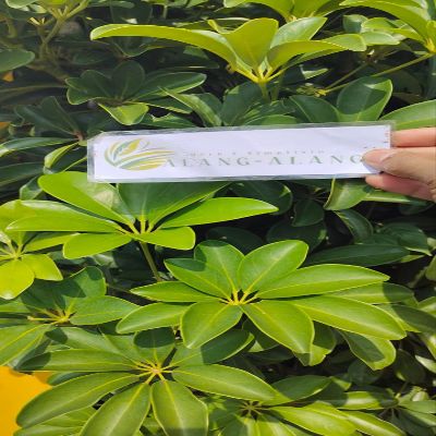 Dwarf Umbrella tree (Heptapleurum arboricola) Dried Leaves (200 Gram)