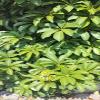 Dwarf Umbrella tree (Heptapleurum arboricola) Dried Leaves (200 Gram) view 2